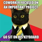 memes-business-cat-attention-whore.jpg