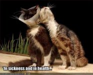 funny-pictures-married-cats-will-always-love-eachother.jpg