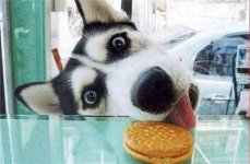 cookie.jpg