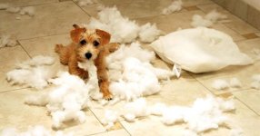 bad puppy.jpg