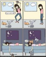 funny-pictures-cat-comics.jpg