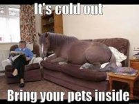 pets-inside.jpg