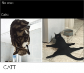 no-one-cats-catt-48303139.png