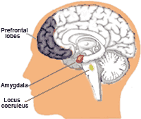 amygdalaprefrontal-1.gif