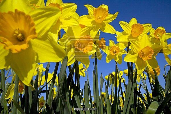Daffodils_497539-1.jpg