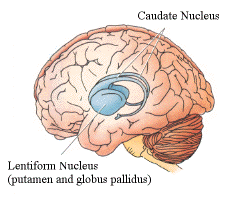 caudate_nucleus-1.gif