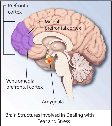 ptsdbrain-1.gif ptsdbrain-1.gif