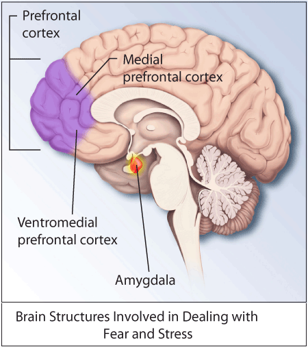 ptsdbrain-1.gif