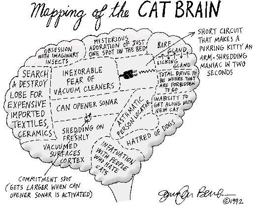 catbrainmap-1.gif