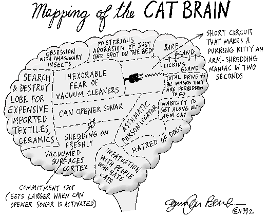 catbrainmap-1.gif