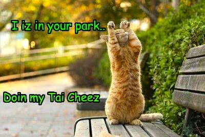 funny-pictures-cat-does-tai-chi-1.jpg