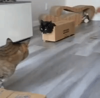 cat-walking-in-box.gif
