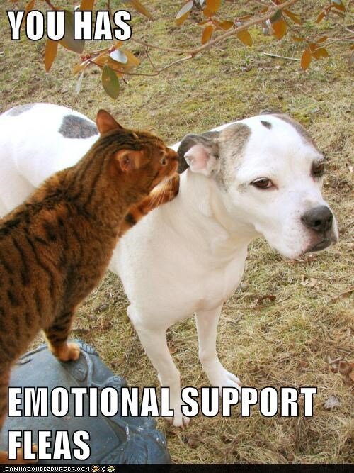 you-has-emotional-support-fleas.jpg