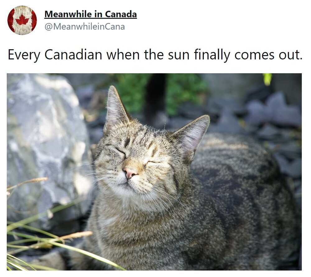 ly-comes-out-happy-cat-with-face-in-sun-1616695843.jpg