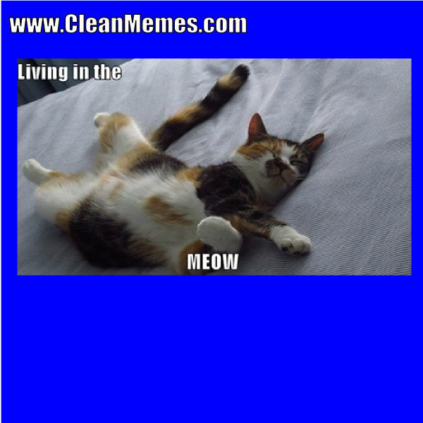 2themeow.png