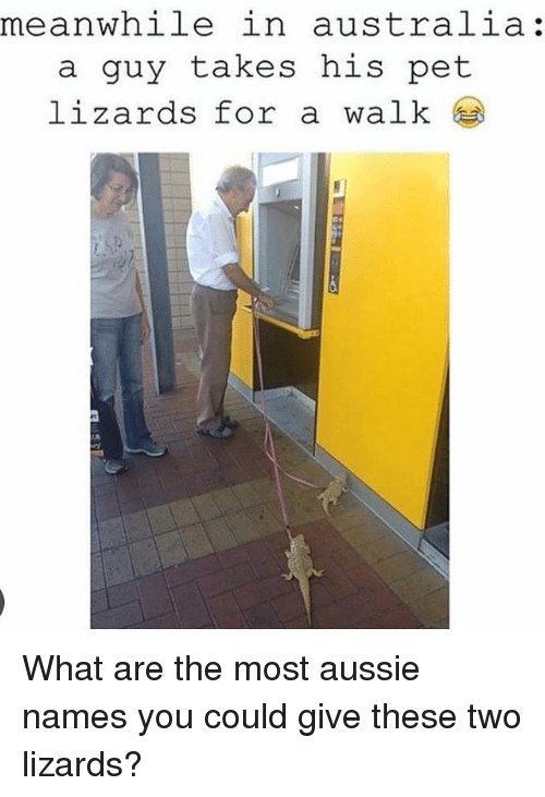 australia-a-guy-takes-his-pet-lizards-for-31875361.png