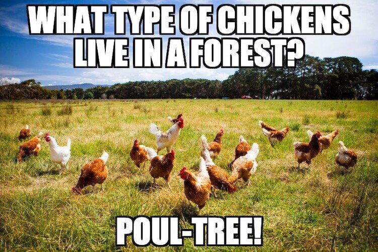 Poultry-Pun.jpg
