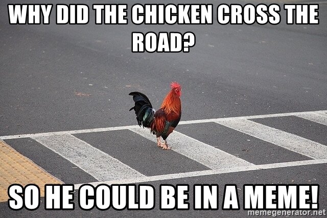 he-chicken-cross-the-road-so-he-could-be-in-a-meme.jpg