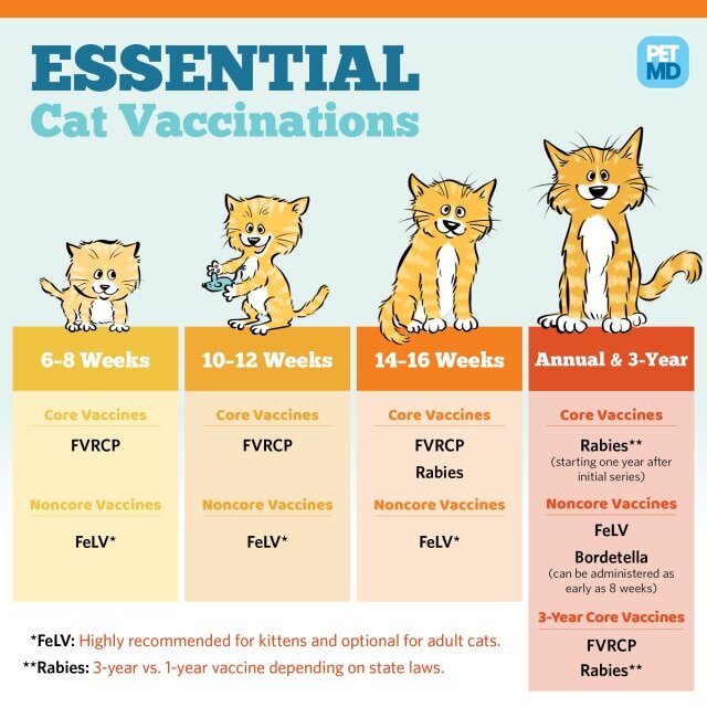 CatVaccinations-PetMD-R1.jpg