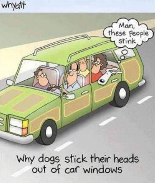 why-dogs-stick-their-heads-out-of-windows.jpg