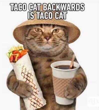 taco-cat.jpg