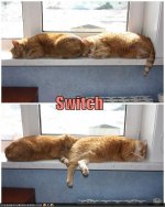 funny-pictures-switch.jpg