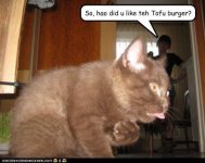 funny-pictures-teh-wut.jpg