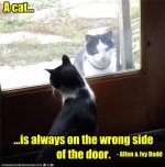funny-pictures-a-cat.jpg