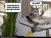 funny-pictures-im-a-cat.jpg