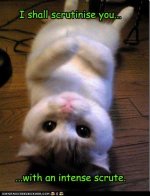 funny-pictures-i-have-this-penetrating-stare.jpg