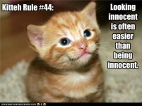 funny-pictures-kitteh-rule.jpg