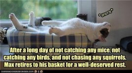 funny-pictures-after-a-long-day-of-not-catching-any-mice-not-catching-any-birds-and-not-chasing-.jpg