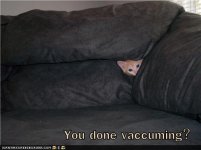 funny-pictures-you-done-vaccuming.jpg