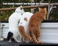 funny-pictures-true-friends-support-you-through-the-hangover.jpg