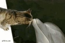 dolphin cat.jpg