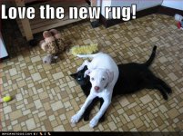 funny_dog_pictures_new_black_cat_rug_Funny_cats_and_dogs_pics-s499x374-49230-580.jpg
