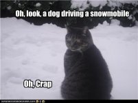 funny-pictures-oh-look-a-dog-driving-a-snowmobile.jpg