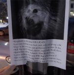 lost dog.jpg