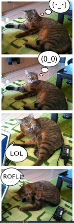 funny-pictures-faces-of-kitteh.jpg