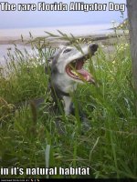 funny-dog-pictures-is-this-a-dog-or-an-alligator.jpg