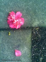Camellia-1-G-Gawne-Kelnar.jpg