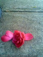 Camellia-2a-G-Gawne-Kelnar.jpg