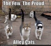 funny-pictures-the-few-the-proud-alley-cats.jpg