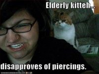 funny-pictures-elderly-cat-disapproves-of-your-jewelry-choices.jpg