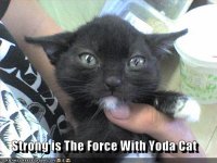 strong-is-the-force-with-yoda-cat.jpg
