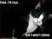 funny-pictures-your-cat-rises-but-will-not-shine.jpg