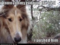funny-dog-pictures-lassie-pushed-ti.jpg