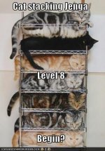 funny-pictures-cat-stacking-jenga-level-begin.jpg