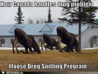 funny-captions-how-canada-handles-drug-problem-moose-drug-sniffing-program.jpg