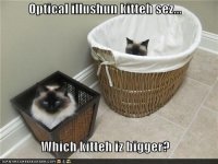 funny-pictures-optical-illushun-kitteh-sez-which-kitteh-iz-bigger.jpg